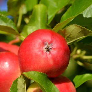 Jabloň domáca (Malus Domestica) ´GALA´ - zimná, výška 110-140 cm, kont. C5L